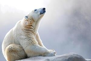 ai generiert Polar- Bär im das Arktis Lebensraum generativ ai foto