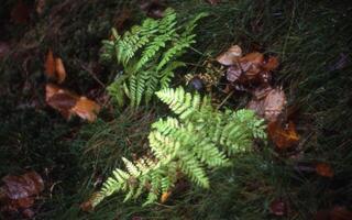 Farne im Wald foto