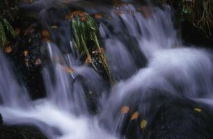 ein Wasserfall im das Wald foto