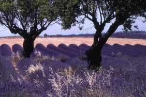 Lavendel Felder im Provence, Frankreich foto