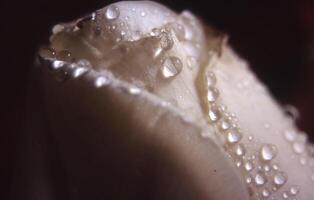 ein schließen oben von ein Weiß Rose mit Wasser Tröpfchen foto