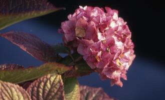 ein schließen oben von ein Rosa Blume mit Grün Blätter foto