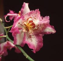 ein Rosa Orchidee mit Weiß und rot Blumen foto