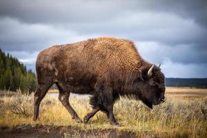 Amerikanischer Bison, der im Yellowstone-Nationalpark spazieren geht und nach Nahrung sucht.