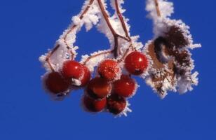 ein Ast mit Beeren und Blätter bedeckt im Frost foto