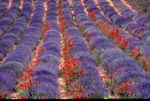 Lavendel Felder mit rot Mohnblumen foto