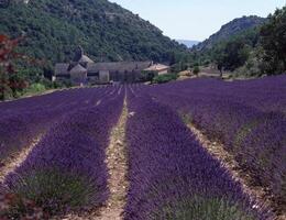 Lavendel Felder im Provence, Frankreich foto