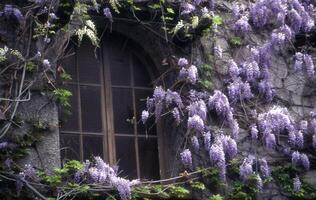 ein Fenster mit lila Blumen wachsend auf es foto