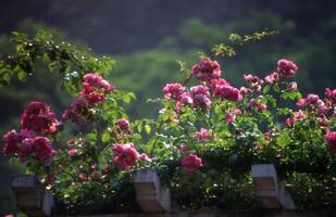 rosa Rosen im Garten foto