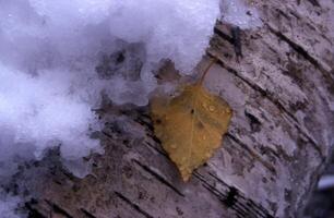 ein Gelb Blatt ist Sitzung auf ein Baum Kofferraum bedeckt im Schnee foto