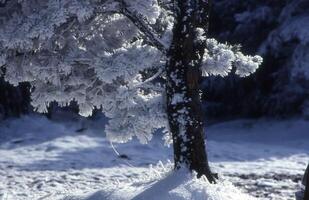 ein Schnee bedeckt Baum ist gezeigt im das Schnee foto