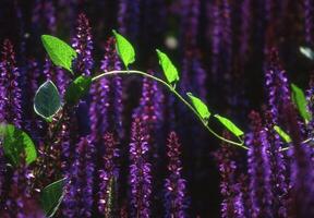 lila Blumen mit Grün Blätter im das Hintergrund foto