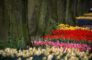 ein Reihe von bunt Blumen im Vorderseite von Bäume foto