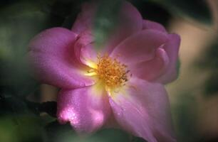 ein Rosa Rose mit Gelb Center im das Mitte foto