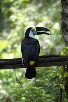 Weiß Kehle Tukan, Ramphastos Tucanus, manu National Park Wolke Wald, Peru foto