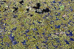 Fluss bedeckt mit Baum Blätter, Amazonas Zustand, Brasilien foto