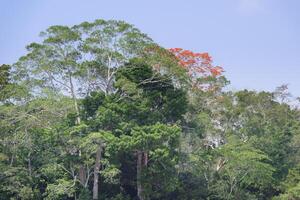 Amazonas tropisch Regen Wald mit Rosa ipe Baum, tabebuia ipe, Madre de Dios Fluss, manu National Park, peruanisch Amazonas, Peru foto