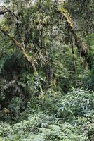 tropisch Wolke Wald Landschaft, manu National Park, Peru foto