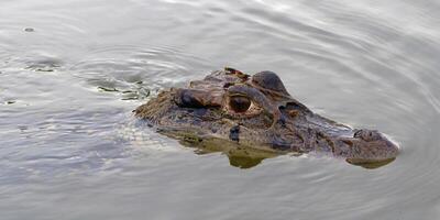 schwarz Kaiman, Melanosuchus Niger, Schwimmen im das Madre de Dios Fluss, manu National Park, peruanisch Amazonas, Peru foto