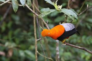 männlich andean Schwanz von das Felsen, Rupicola peruanisch, im das manu National Park Wolke Wald, peruanisch National Vogel, Peru, Süd Amerika foto