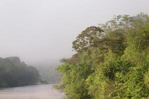 Morgen Nebel auf das amana Fluss, ein Amazonas Nebenfluss, Amazonas Zustand, Brasilien foto