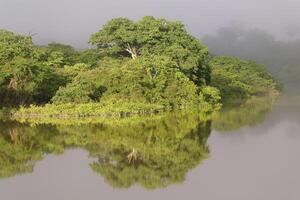 Morgen Nebel auf das amana Fluss, ein Amazonas Nebenfluss, Amazonas Zustand, Brasilien foto
