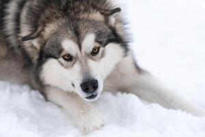 Husky-Hundeporträt, schneebedeckter Winterhintergrund. lustiges Haustier beim Gehen vor dem Schlittenhundetraining. foto