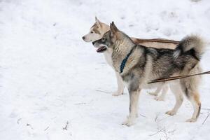 Husky-Hunde auf dem Kabel, warten auf Schlittenhunderennen, Winterhintergrund. einige erwachsene Haustiere vor dem Sportwettkampf. foto