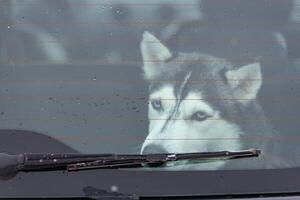 Trauriger Husky-Hund im Auto, süßes Haustier. Hund wartet auf das Gehen vor Schlittenhundetraining und Rennen. foto