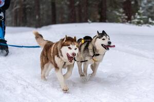 Husky-Schlittenhundegespann im Geschirrlauf und Zughundefahrer. Schlittenhunderennen. Wintersport-Meisterschaftswettbewerb. foto