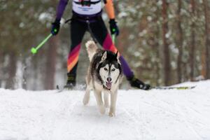 Husky-Schlittenhundegespann im Geschirrlauf und Zughundefahrer. Schlittenhunderennen. Wintersport-Meisterschaftswettbewerb. foto