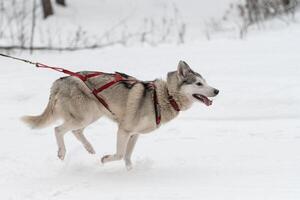 Schlittenhunderennen. Husky-Schlittenhundegespann im Geschirrlauf und Zughundefahrer. Wintersport-Meisterschaftswettbewerb. foto