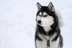 Husky-Hundeporträt, schneebedeckter Winterhintergrund. lustiges Haustier beim Gehen vor dem Schlittenhundetraining. foto