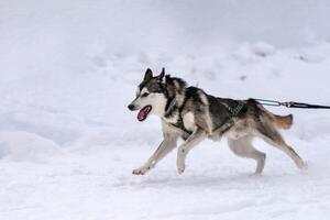 Schlittenhunderennen. Husky-Schlittenhundegespann im Geschirrlauf und Zughundefahrer. Wintersport-Meisterschaftswettbewerb. foto