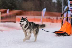 Schlittenhunderennen. Husky-Schlittenhundegespann im Geschirrlauf und Zughundefahrer. Wintersport-Meisterschaftswettbewerb. foto