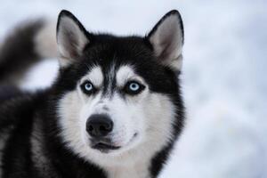 Husky-Hundeporträt, schneebedeckter Winterhintergrund. lustiges Haustier beim Gehen vor dem Schlittenhundetraining. foto