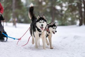 Schlittenhunderennen. Husky-Schlittenhundegespann im Geschirrlauf und Zughundefahrer. Wintersport-Meisterschaftswettbewerb. foto