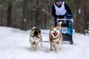 Schlittenhunderennen. Husky-Schlittenhunde-Team ziehen einen Schlitten mit Hundemusher. Winterwettbewerb. foto