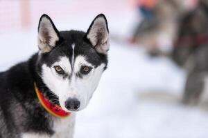 Husky-Hundeporträt, schneebedeckter Winterhintergrund. lustiges Haustier beim Gehen vor dem Schlittenhundetraining. foto