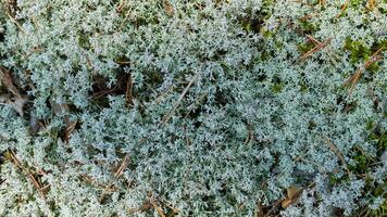 Flechte Cladonia rangiferina. Rentiergraue Flechte. schönes helles Waldmoos, das in warmen und kalten Klimazonen wächst. Hirsch, Karibu-Moos. foto