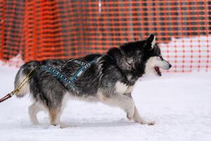 Schlittenhunderennen. Husky-Schlittenhundegespann im Geschirrlauf und Zughundefahrer. Wintersport-Meisterschaftswettbewerb. foto