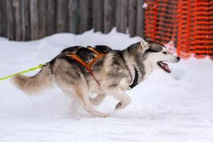 Schlittenhunderennen. Husky-Schlittenhundegespann im Geschirrlauf und Zughundefahrer. Wintersport-Meisterschaftswettbewerb. foto