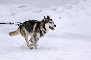 Schlittenhunderennen. Husky-Schlittenhundegespann im Geschirrlauf und Zughundefahrer. Wintersport-Meisterschaftswettbewerb. foto