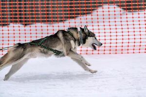 Schlittenhunderennen. Husky-Schlittenhundegespann im Geschirrlauf und Zughundefahrer. Wintersport-Meisterschaftswettbewerb. foto