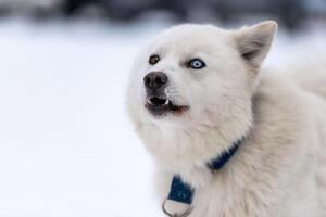 Husky-Hundelustiges Grinsenporträt, schneebedeckter Hintergrund des Winters. lustiges Haustier beim Gehen vor dem Schlittenhundetraining. schöne blaue Augen. foto