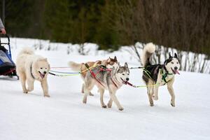 Laufender Husky-Hund auf Schlittenhunderennen foto