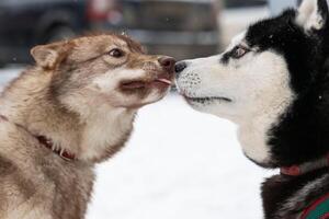 zwei süß heiser Hunde schnüffeln jeder andere, Treffen zum zuerst Zeit. komisch Haustier Gehen Vor Schlitten Hund Ausbildung. foto