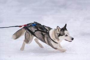 Schlittenhunderennen. Husky-Schlittenhundegespann im Geschirrlauf und Zughundefahrer. Wintersport-Meisterschaftswettbewerb. foto