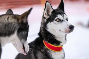 Husky-Hundeporträt, schneebedeckter Winterhintergrund. lustiges Haustier beim Gehen vor dem Schlittenhundetraining. foto