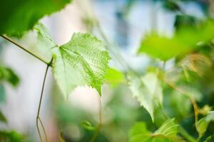 Traubenblätter. grüne Weinblätter am sonnigen Septembertag im Weinberg. bald Herbsternte von Trauben für die Herstellung von Wein, Marmelade und Saft. foto